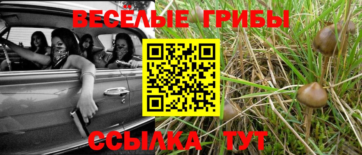 Казань  Галлюциногенные грибы прущие грибы  Вход с VPN  Галлюциногенные грибы Psilocybine cubensis 